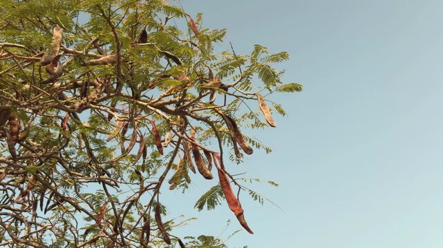 Delonix regia, bean family Fabaceae. peacock flower, royal poinciana, phoenix flower. near Queen Kapiʻolani Garden, Honolulu, Oahu. Vog (air pollution) form Kīlauea Volcano(Big Island of Hawaii)