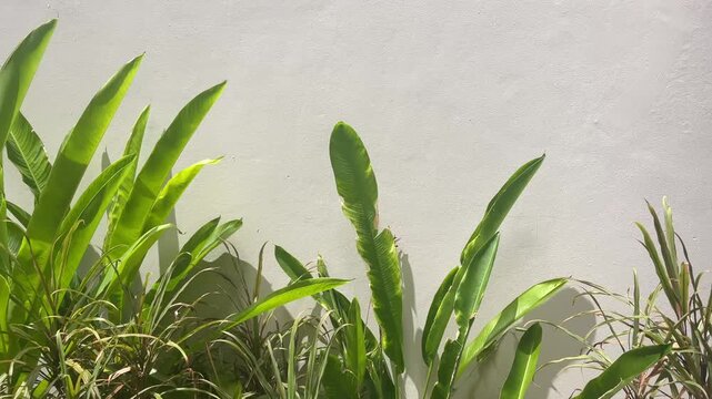 Tropical lush plants n the white background