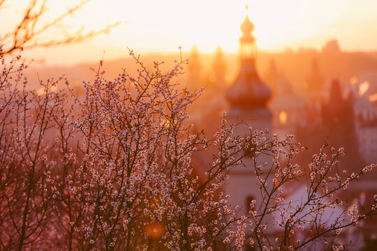 Selective focus on blooming trees with Prague historic city center skyline and towers in background during sunny morning. Seasonal travel destination, European architecture, and spring concept.