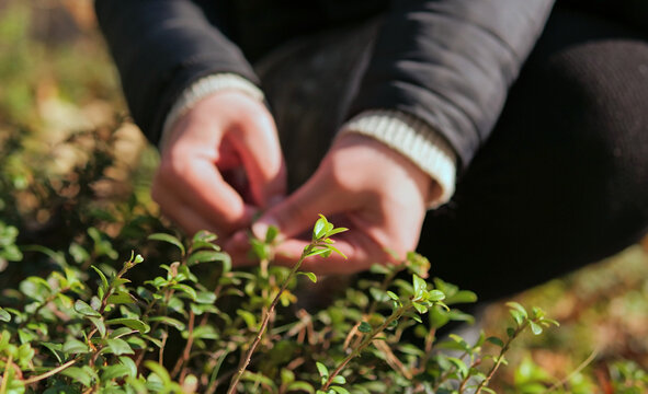 Lingonberry Plant Close Up with Hands Harvesting Leaves in Background &mdash; Wild Cowberry Shrub Leaf Tips, Forest Floor Botanical, Herbal Tea Plant Foraging