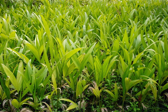 Dense Young Palm Seedlings in Nursery