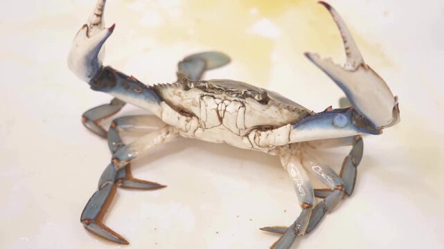 crab moving claw
