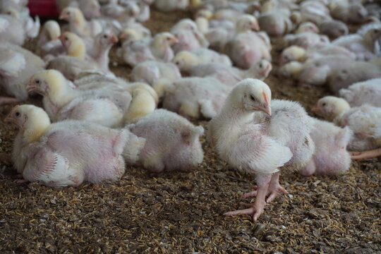 Broiler Chicks in Poultry Farm Setting