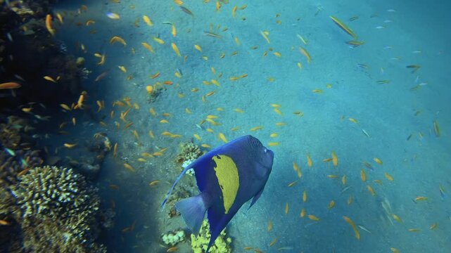 Underwater Colourful Tropical Fish. Coral garden Fish. Sea waves. Underwater world life. Tropical underwater seascape. 
