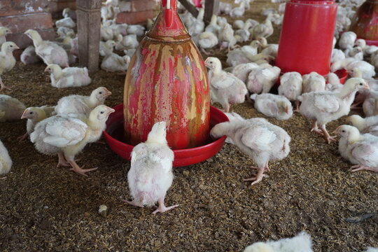 Broiler Chickens Feeding in Poultry Farm