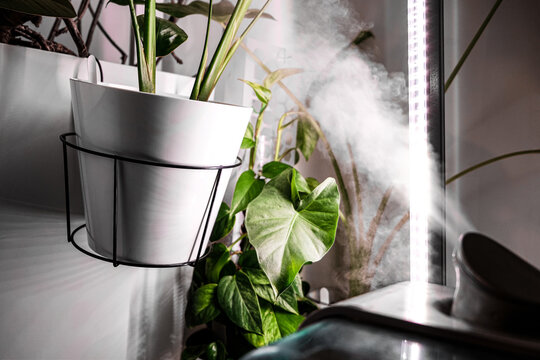 Plant Care with Humidifier, Phytolamp for Houseplants: Alocasia odora, Strelitzia regina, and Monstera Deliciosa