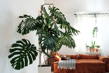 Fototapeta premium Monstera Deliciosa in Modern Fusion Interior with orange Couch