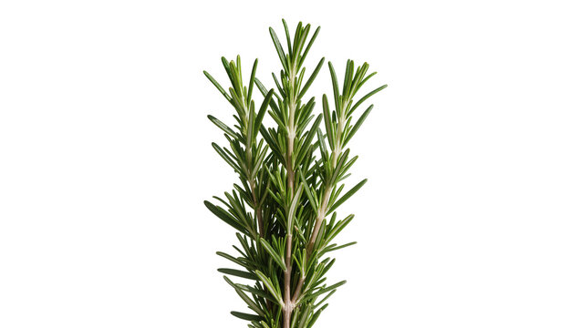 Fresh green rosemary sprig isolated on transparent background, aromatic herb for cooking and seasoning PNG element for design