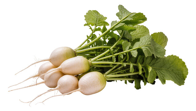 Fresh white radishes with vibrant green leaves, a healthy and crisp vegetable bunch isolated on transparent background PNG