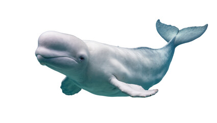 Majestic white beluga whale, a graceful arctic marine mammal, swimming peacefully, isolated PNG for wildlife and ocean conservation designs