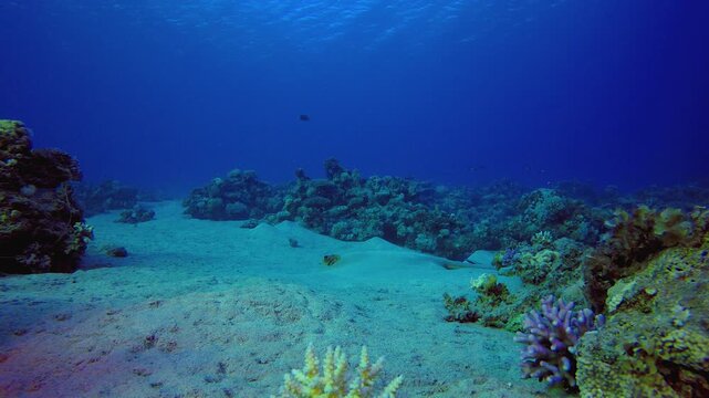 Underwater Corals Reef Ray Fish. Tropical fish reef marine. Soft-hard corals seascape. Vibrant coral garden. Reef coral scene. Beautiful soft coral. Sea reef.