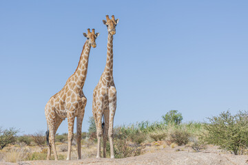 Obraz premium Giraffe in Südafrika