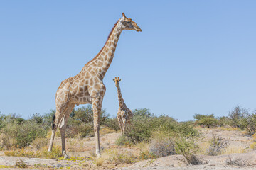 Obraz premium Giraffe in Südafrika