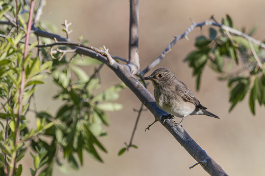 Grauschn&auml;pper in S&uuml;dafrika