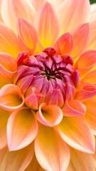 Fototapeta premium Close-up of a vibrant peach and pink dahlia flower