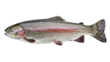 Fototapeta premium Vibrant rainbow trout fish with distinctive pink stripe and dark spots, captured in a detailed side view, isolated PNG on transparent background