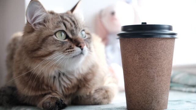 Cute fluffy cat with paper cup. A cup of coffee in the morning always fires up for the day. Aromatic coffee made morning feel cozy and inviting. Cup with place for text. Template, mockup