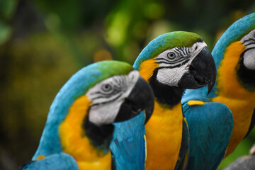 Blue-and-yellow Macaws (Ara ararauna) at the Dehiwala Zoo (National Zoological Gardens of Sri Lanka, Dehiwala Zoological Gardens), Dehiwala, Sri Lanka. 