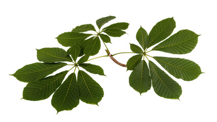 Vibrant green tropical plant branch with large palmate leaves and prominent yellow veins, naturally isolated PNG on transparent background for botanical designs © Francisco