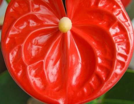 Close-up of a vibrant red Anthurium flower with a distinctive yellow spadix at its center