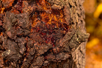 Tatarian Honeysuckle (Lonicera tatarica), a deciduous shrub commonly cultivated for its ornamental flowers and berries