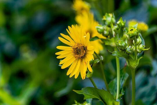 Compass plant (Silphium laciniatum) with large lobed leaves and bright yellow flowers