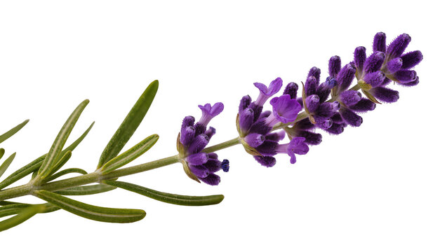 Vibrant purple lavender flower sprig with delicate green leaves, isolated fragrant herb blossom PNG on transparent background for aromatherapy and botanical designs