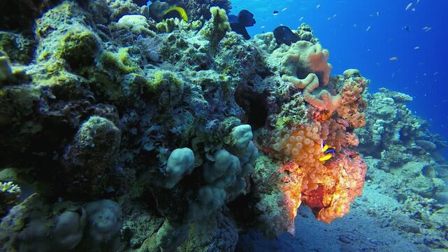 Underwater Marine Life Clownfish. Tropical fish reef marine. Soft-hard corals seascape. Vibrant coral garden. Reef coral scene. Beautiful soft coral. Sea reef.