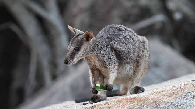 rock wallaby colony on Magnetic Island, Queensland Australia