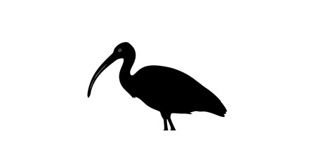 Fototapeta premium Black Silhouette of a Bird Standing.