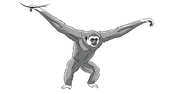 Agile gibbon with long arms outstretched, showcasing its remarkable acrobatic ability and graceful movement through the forest canopy.