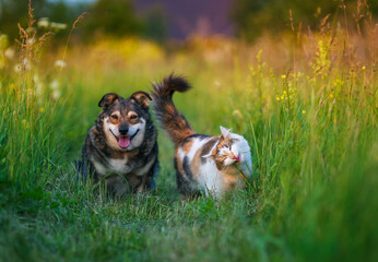 Cute fluffy friends, a cat and a dog, are standing on a sunny spring meadow and eating green grass.