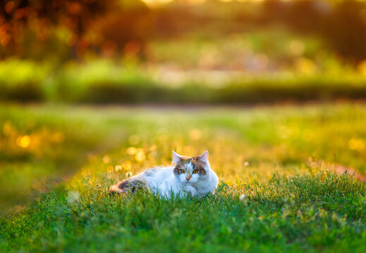 A cute cat lies on a sunny spring meadow and looks at the camera.