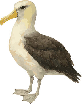 Vector watercolor realistic illustration of an albatros