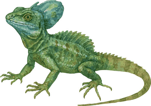 Vector watercolor illustration of a basilisk lizard