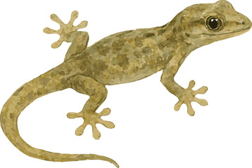Fototapeta premium Vector watercolor illustration of a gecko