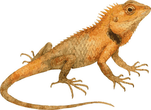 Vector watercolor illustration of a Oriental garden lizard