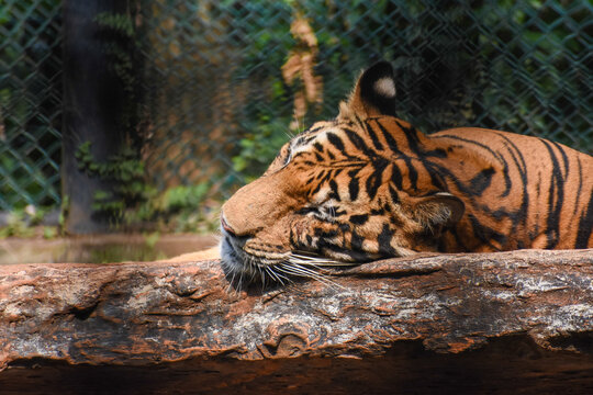 Bengal tiger (Panthera tigris tigris, Sumatran tiger, Malayan tiger) in the Dehiwala Zoo (National Zoological Gardens of Sri Lanka, Dehiwala Zoological Gardens), Dehiwala, Sri Lanka.