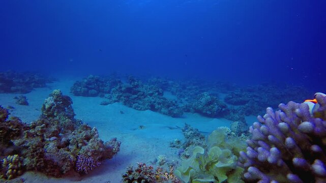 Underwater Ray Fish Coral Reef. Tropical fish reef marine. Soft-hard corals seascape. Vibrant coral garden. Reef coral scene. Beautiful soft coral. Sea reef.