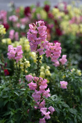 Obraz premium Spring flowers