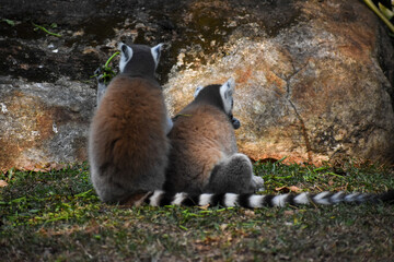 Fototapeta premium Ring-tailed Lemurs (Lemur catta, Madagascar Lemur) in the Dehiwala Zoo (National Zoological Gardens of Sri Lanka, Dehiwala Zoological Gardens), Dehiwala, Sri Lanka.