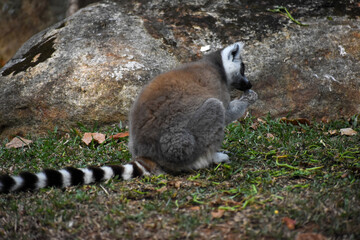 Fototapeta premium Ring-tailed Lemurs (Lemur catta, Madagascar Lemur) in the Dehiwala Zoo (National Zoological Gardens of Sri Lanka, Dehiwala Zoological Gardens), Dehiwala, Sri Lanka.