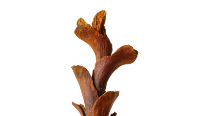 Naklejka premium Close-up of a naturally dried, textured brown woody plant fragment, isolated PNG on transparent background, ideal for organic design elements