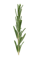 Obraz premium Collection of Fresh Rosemary Leaves Isolated on White Background