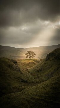 Solitary tree in a valley representing the Garden of Eden. Biblical landscape of paradise before the fall of man. Divine light shining on the tree of knowledge in a serene wilderness.