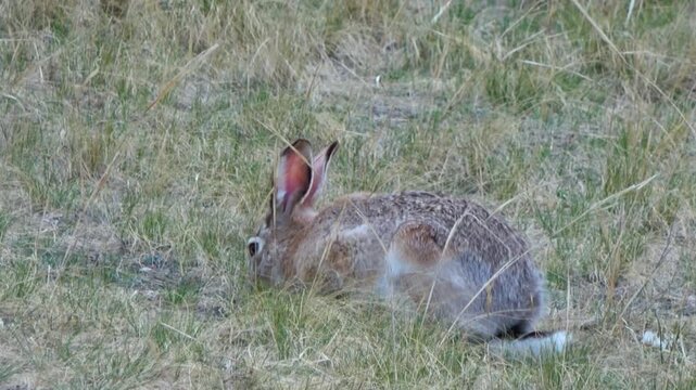 Tolai hare is sitting among the green grass