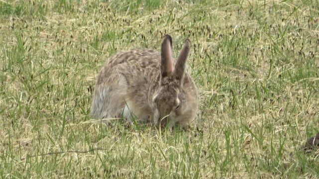 Tolai hare is sitting among the green grass