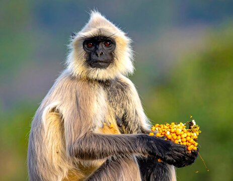 Close-up of a monkey holding fruit