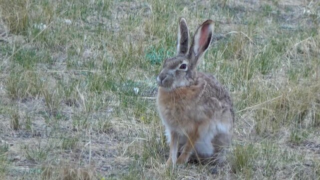 Tolai hare is sitting among the green grass