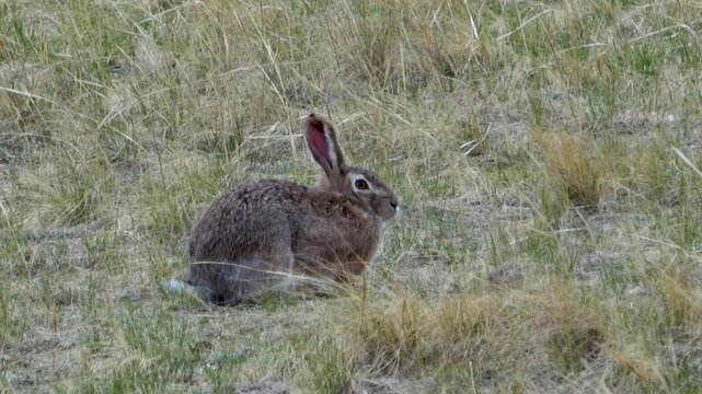Tolai hare is sitting among the green grass